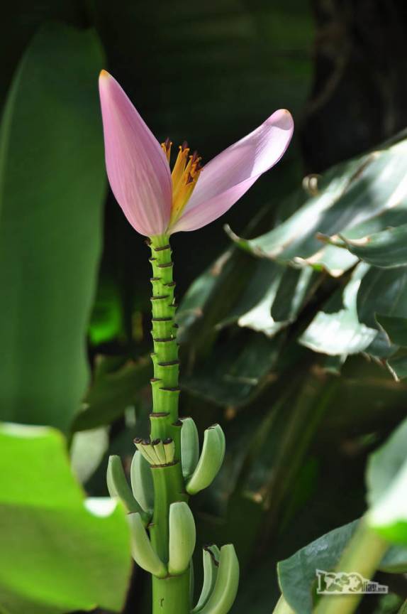 Muitas flores nos bosques e jardins do parque Salus, na região de Minas, no Uruguai
